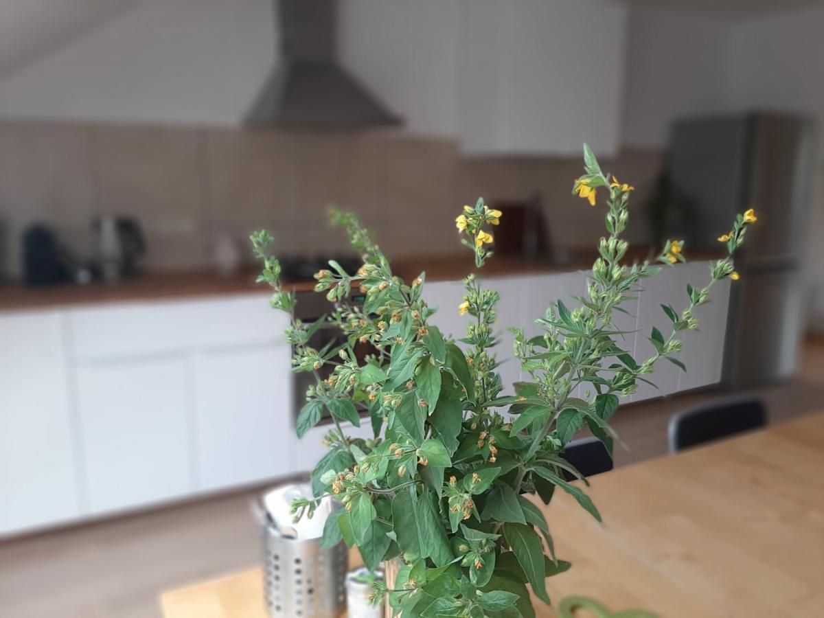 Příbram Apartman Dvorak 194 Pod Svatou Horou מראה חיצוני תמונה